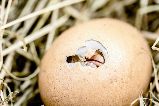 Each poultry breed can brings its own unique characteristics to your farm.